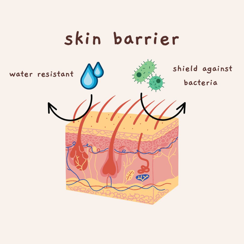 Illustration of the skin barrier showing its layers, including the outermost layer , protecting the skin from external pollutants and locking in moisture to maintain healthy skin.